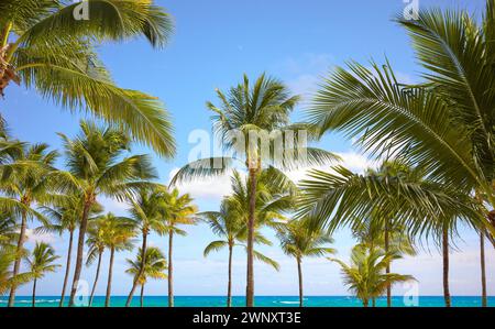 Coconut palm trees on a tropical beach, Mexico. Stock Photo