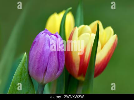 Brightly coloured tulips against diffused background Stock Photo
