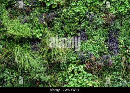 Living Plant Wall in Bradford on Avon Town Cte, Somerset, UK Stock Photo