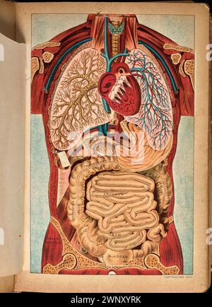 Three-dimensional anatomical diagram of chest and abdomen, from 'The Book of Health (1898).' by Henry M. Lyman, and Levi W. Yaggy.  This diagram appears opposite page 210 in a chapter on diseases of the digestive system Stock Photo