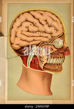 Three-dimensional anatomical color diagram of human head consisting of hinged, paper flap overlays, from 'The Book of Health (1898).' by Henry M. Lyman, and Levi W. Yaggy.    This diagram appears opposite page 870 in The Book of Health Stock Photo