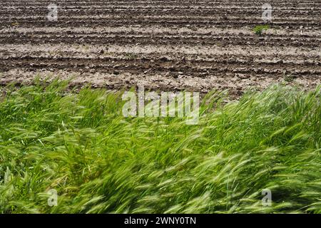Hordeum murinum, commonly known as wall barley or false barley, is a species of grass, and a close relative of cultivated barley Hordeum vulgare Stock Photo