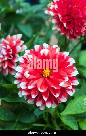 Close up of Dahlia Dalina Maxi Tampico red and white double flowered dahlia that is a summer flowering half hardy frost tender deciduous perennial Stock Photo