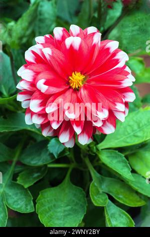 Close up of Dahlia Dalina Maxi Tampico red and white double flowered dahlia that is a summer flowering half hardy frost tender deciduous perennial Stock Photo