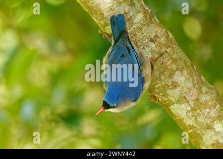 Velvet-fronted Nuthatch - Sitta frontalis small blue passerine bird with red beak in Sittidae, southern Asia from Nepal, India, Sri Lanka and Banglad Stock Photo