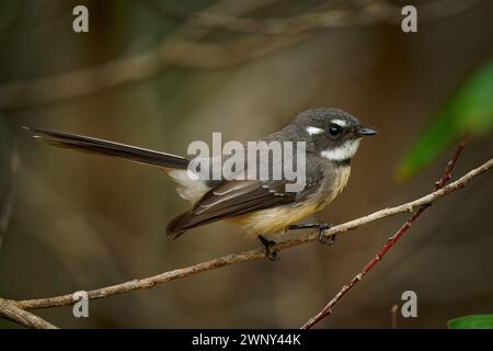 Grey Fantail - Rhipidura albiscapa - small insectivorous bird. It is a common fantail found in Australia (except western desert areas), the Solomon Is Stock Photo
