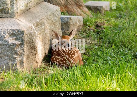 White-tailed deer fawn resting in cemetery. Wildlife habitat loss, population and health concept. Stock Photo