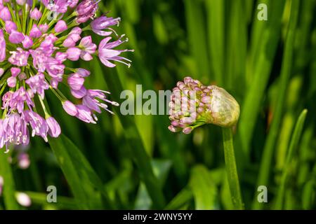 Nodding Onion flower blooming. Wildflower garden, gardening, and pollinator habitat concept. Stock Photo