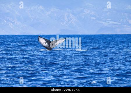 Disticive black and white nhumpback whale tail. Stock Photo