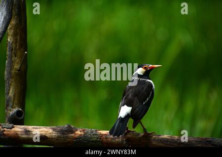 Portrait of an Indian pied myna. This is a species of starling found in the Indian subcontinent. Stock Photo