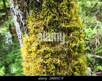 Moss and lichens on the bark of a tree in a spruce taiga forest. Karelia, Orzega. Yellow green moss on the trunk. Ctenidium molluscum. Necker moss Stock Photo