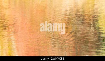 Abstract water reflection of autumn colors, seasonal landscape, background, texture, overlay, with a soft focus. Stock Photo