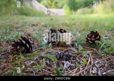 Pine or spruce cones lie on old dried up foliage and on pine needles. close-up. Forest path in a coniferous forest. Green trees in the background. The Stock Photo