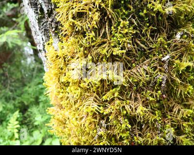 Moss and lichens on the bark of a tree in a spruce taiga forest. Karelia, Orzega. Yellow green moss on the trunk. Ctenidium molluscum. Necker moss Stock Photo