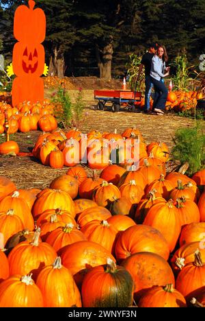 Pumpkins are abundant at a roadside farm near Half Moon Bay, California, in the San Francisco Bay Area Stock Photo