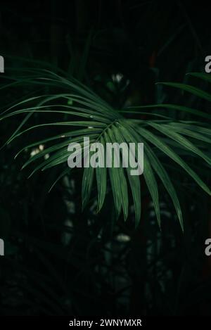 Close up green palm leaves in dark tropical background Stock Photo
