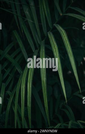 Close up green palm leaves in dark tropical background Stock Photo