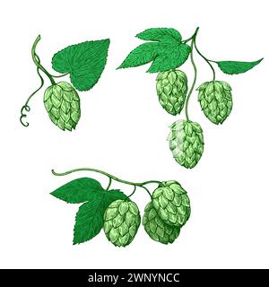 Green hop cones vector illustration in engraving style. Stock Vector