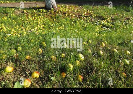 Yellow - green fallen apples lie on the grass under the apple tree. Yield loss and fruit rot. Serbian agriculture and horticulture. Stock Photo