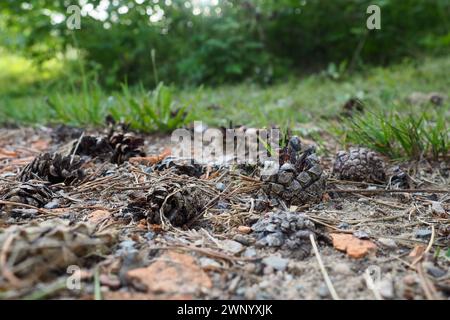 Pine or spruce cones lie on old dried up foliage and on pine needles. close-up. Forest path in a coniferous forest. Green trees in the background. The Stock Photo