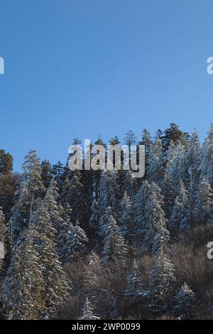 Winter, Newfound Gap Road, Great Smoky Mountains National Park Stock Photo