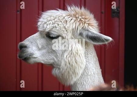 White alpaca with a thick, fluffy coat and a pronounced hairstyle, its eyes are slightly closed, and it appears to be looking into the distance Stock Photo