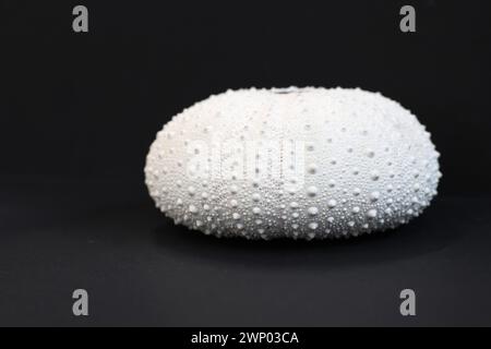 A pure white sun & salt water bleached perfect Kina or sea urchin shell, displaying amazing intricate dot patterns. Side on against a black background Stock Photo