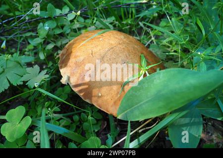 Boletus, aspen, redhead, a species of mushrooms of the genus Leccinum Obabok Leccinum. An orange red brown hat and blue-colored mushroom pulp on the Stock Photo