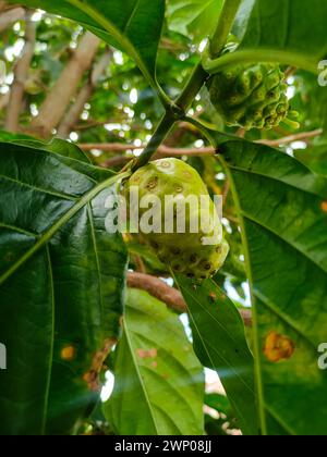 Texture of Noni or Morinda Citrifolia fruits on tree with green leaf. A flowering plant originating from Southeast Asia. Stock Photo