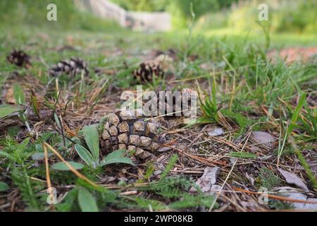 Pine or spruce cones lie on old dried up foliage and on pine needles. close-up. Forest path in a coniferous forest. Green trees in the background. The Stock Photo