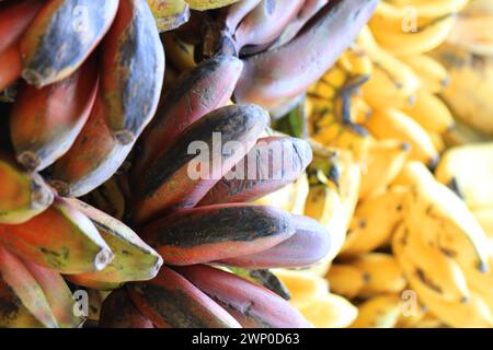 banana fruits from africa as nice food background Stock Photo