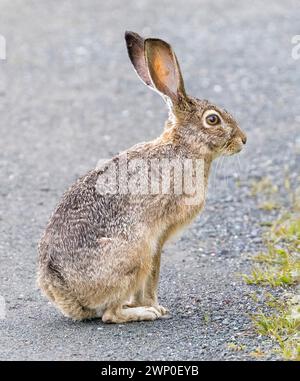 An Alert Black-tailed Jackrabbit Sitting on a Trail. Shoreline Lake and Park, Santa Clara County, California, USA. Stock Photo
