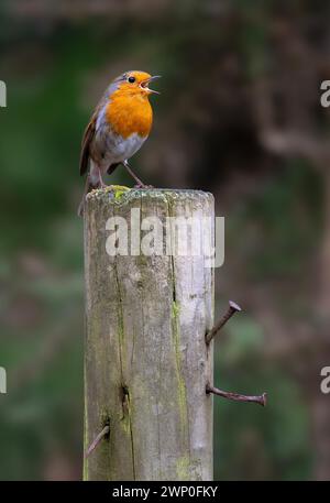 European robin Erithacus rubecula singing from a wooden post at Mayday Farm, Brandon, Suffolk. UK Stock Photo