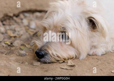 A small, adorable white dog with drooping ears rests by itself Stock Photo
