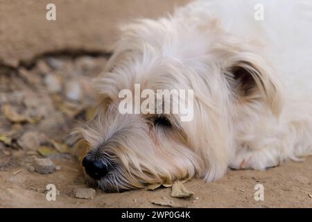 A small, white dog with fluffy fur lies dejected down in a sunny park Stock Photo