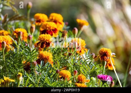 Orange flowers grow in a garden on a sunny summer day, close up photo with selective soft focus. Tagetes is a genus of annual or perennial, mostly her Stock Photo