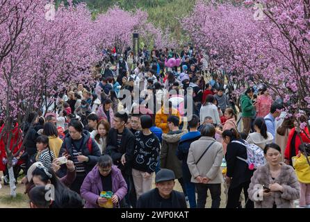 Aerial Photo Shows Tourists Admiring Blooming Cherry Blossoms In Ma'ao 