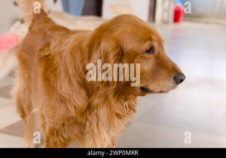 A close-up portrait of a charming Cocker Spaniel dog with soulful brown eyes Stock Photo