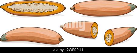 Set of Georgia candy roaster squash. Winter squash. Cucurbita maxima. Fruits and vegetables. Clipart. Isolated vector illustration. Stock Vector