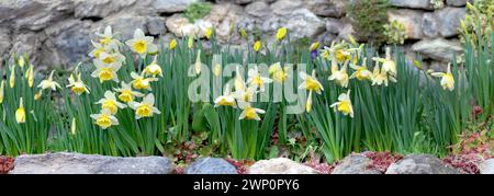 beautiful yellow daffodils blooming in a flower bed blooming in front of a stoned wall and   surrounded by stones Stock Photo