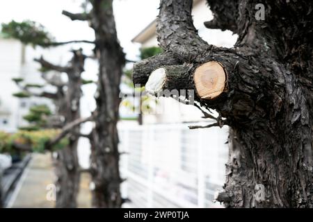 Close-up shot of the cut branches of a tree on the roadside. Stock Photo