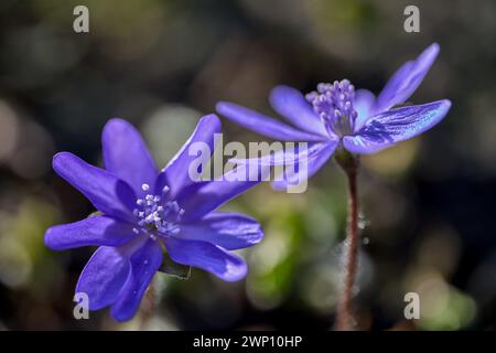 Anemone hepatica (syn. Hepatica nobilis), the common hepatica, liverwort,[2] liverleaf,[3] kidneywort, or pennywort, Stock Photo