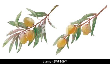 Set of Watercolor olive branches with green and black olives. Hand ...