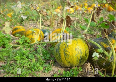 Pumpkins growing on a field, selective focus. Stock Photo