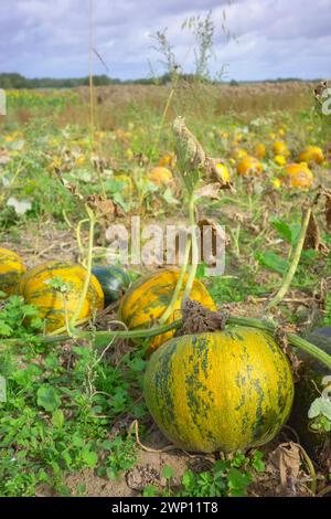 Pumpkins growing on a field, selective focus. Stock Photo