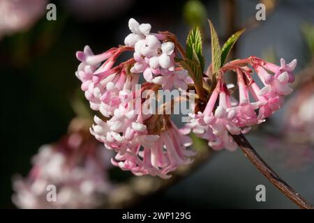 Pink, White, Bodnant Viburnum × bodnantense "Dawn" Arrowwood, Blossoms on Branch in Late Winter Spring Messenger Stock Photo