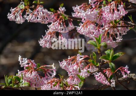 Pink Flowers Viburnum × bodnantense Dawn Garden Winter flowering Shrub Branch Viburnum Blooming Bodnant Viburnum branches Flowering shrubs Stock Photo