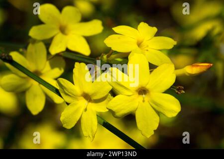 Yellow Winter Flowers Winter-Flowering Jasmine Flower Jasminum nudiflorum Winter jasmine Blooming Jasminum Stock Photo