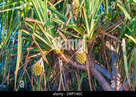 Pandanus tectorius, a species of Pandanus (screwpine) is native to Malaysia, Papua New Guinea, eastern Australia, and the Pacific Islands. Stock Photo