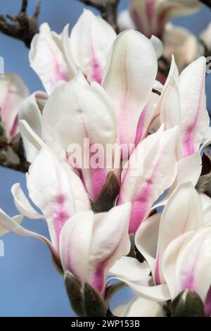 Magnolia zenii blossoming white Magnolia flowers opening flowers White flower light purple base Blossoms Magnolia Blooming White Pink Blooms Opening Stock Photo